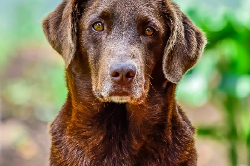 Age is not a disease, but.........